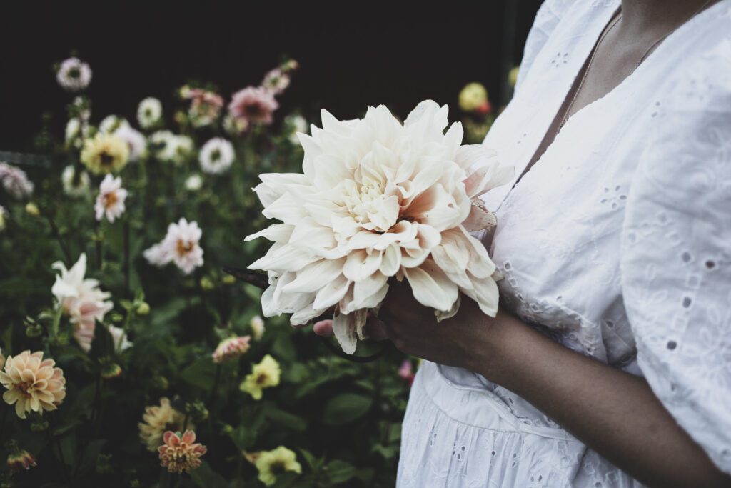 Lovely Life 424 Lovelylife snittblomsodling dahlia