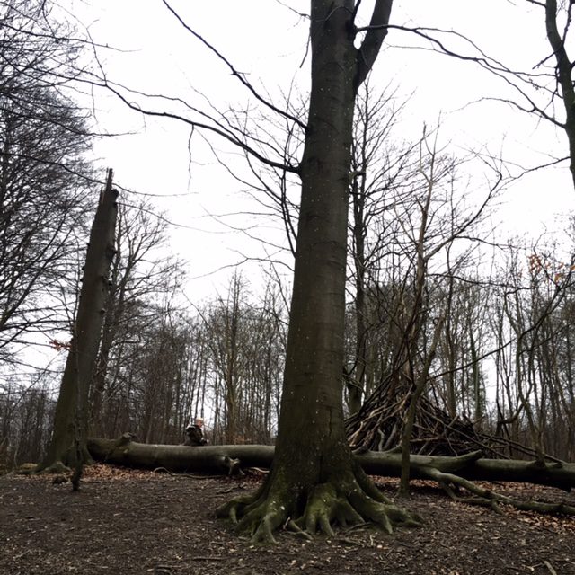 skog13161