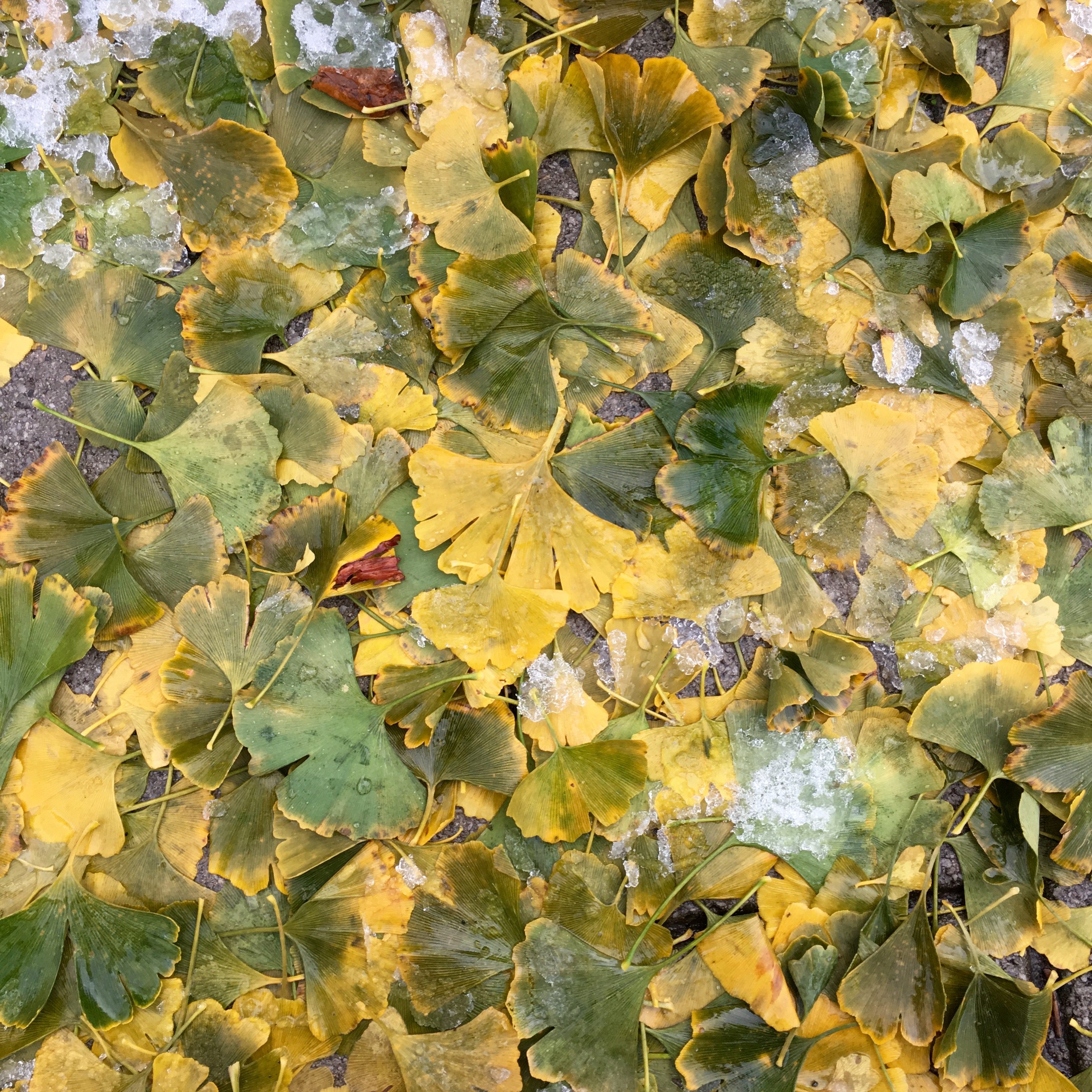 Läs mer om artikeln Fotografera i kyla