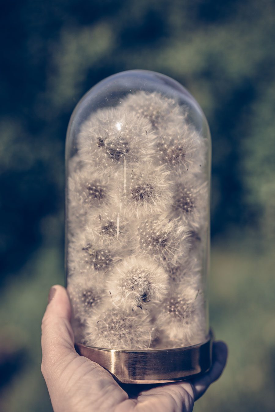 Läs mer om artikeln DIY – Att spara maskrosbollar.