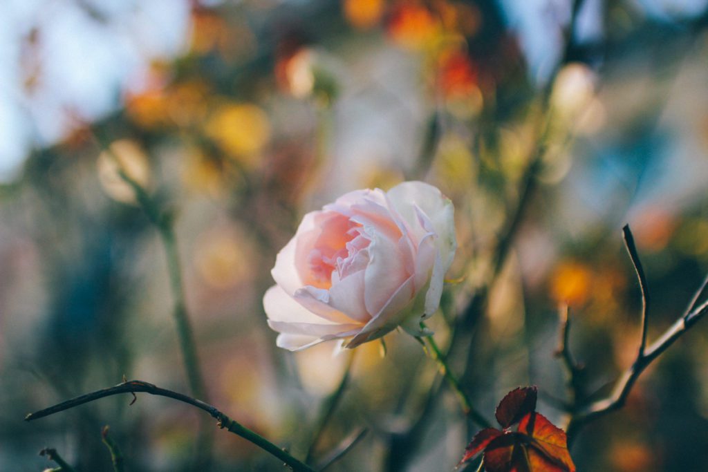 chateau de monbrison france 38 Lovely Life