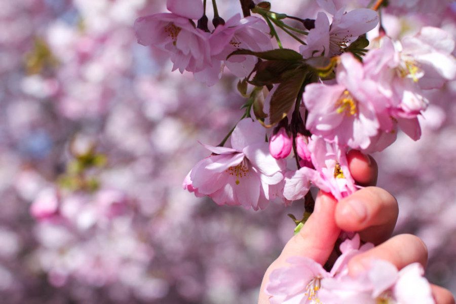 cherry blossom Lovely Life