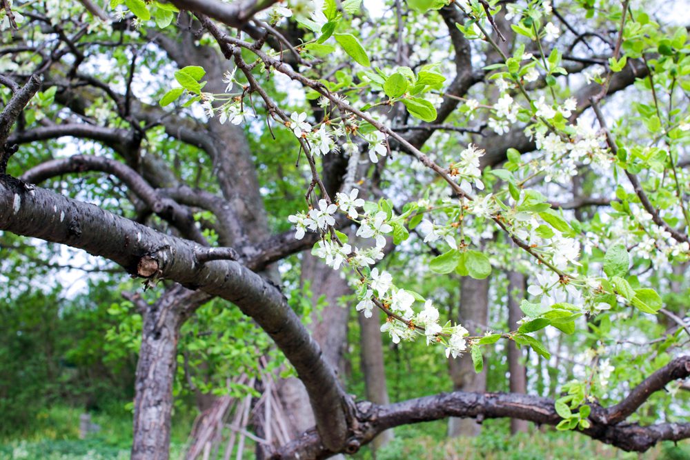 kolonilotten 6 Lovely Life