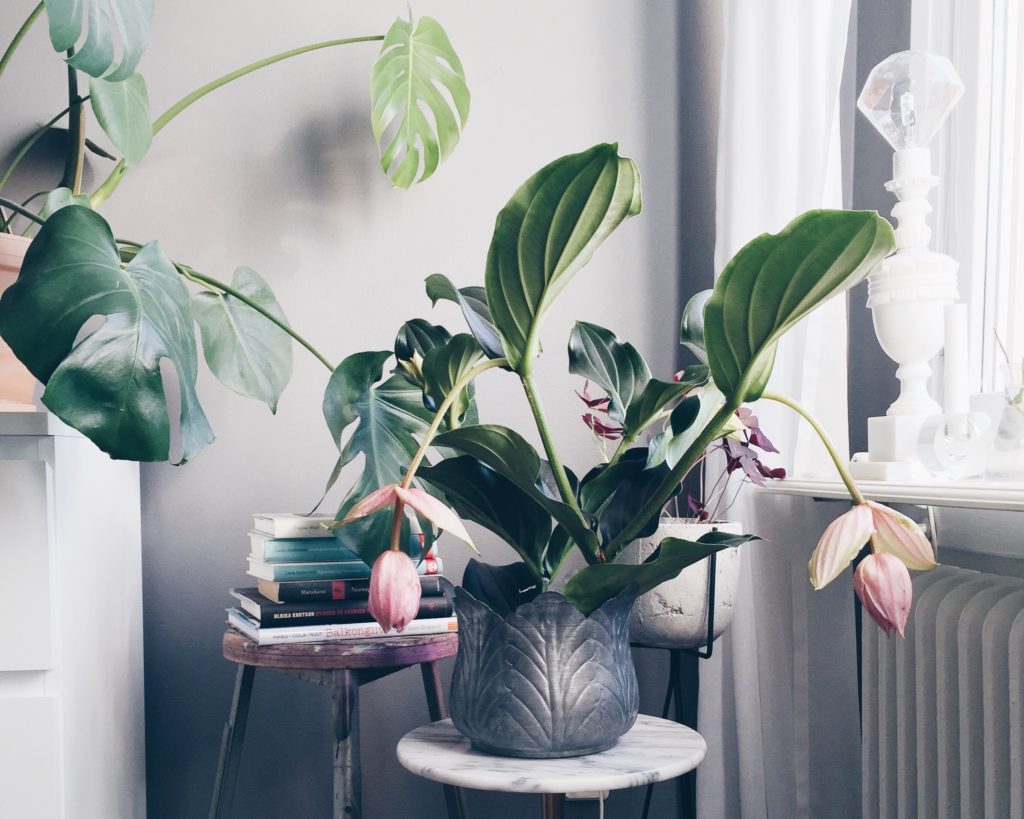 rosenskarm Lovely Life