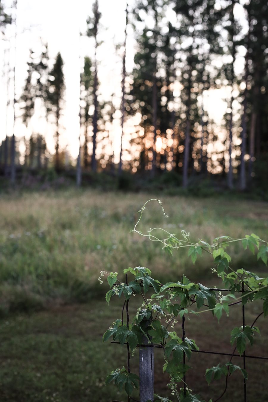 Läs mer om artikeln Drömmen om ett växthus!