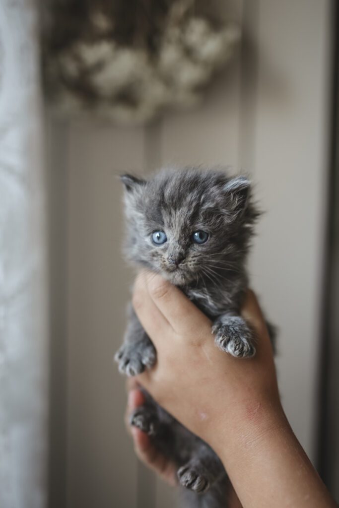 kattunge.viktoria.holmgren.lovely.life.kittens