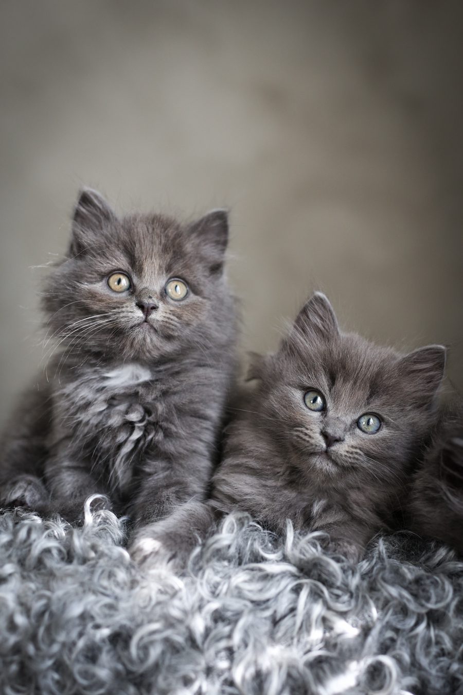 Lovely Life 291 kattungar.kittens.cats.lovely.life.viktoria.holmgren.photography.finaste.katter