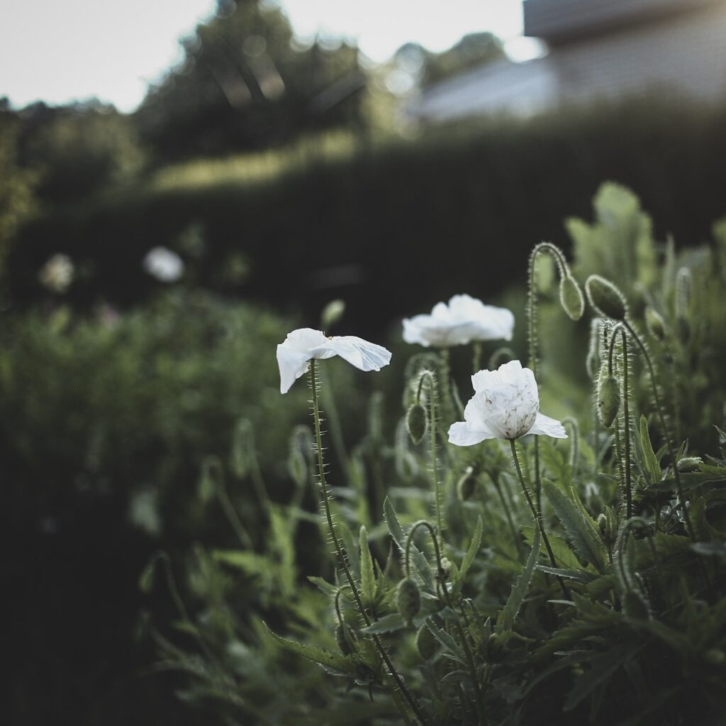 Lovely life trädgård snittblomsodling