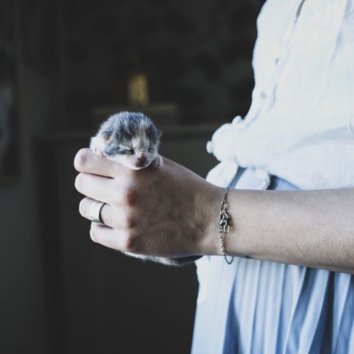 Kattungar och gravidhormoner