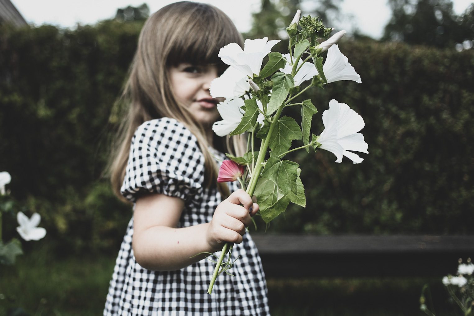 Läs mer om artikeln Vår snittblomsodling – Drömmen som blev sann
