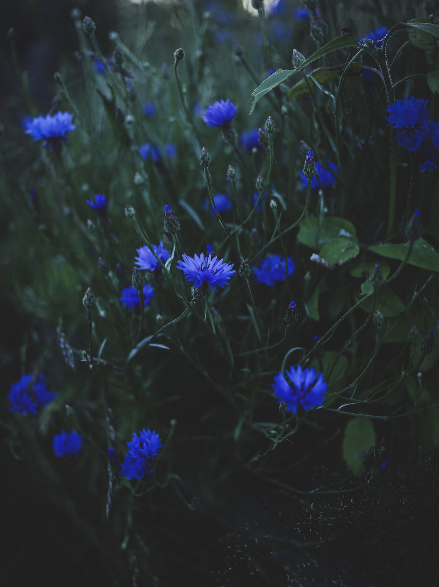 ADAF88B2 B755 4724 B609 3031D3D01C30 BLÅKLINT, PANIK OCH DÖDSÅNGEST