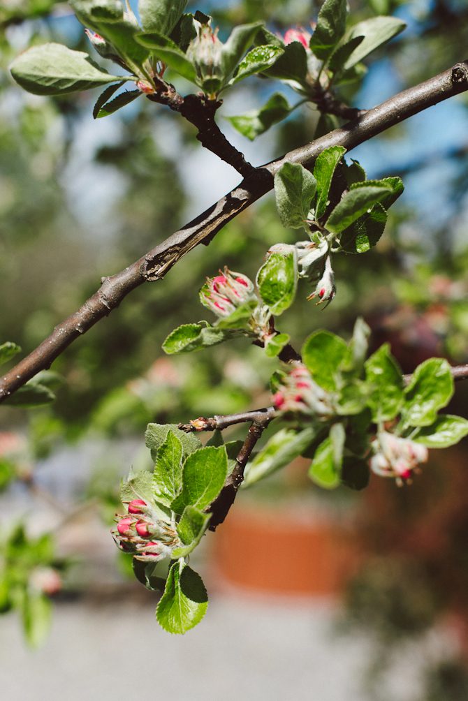 Läs mer om artikeln Rhubarb season