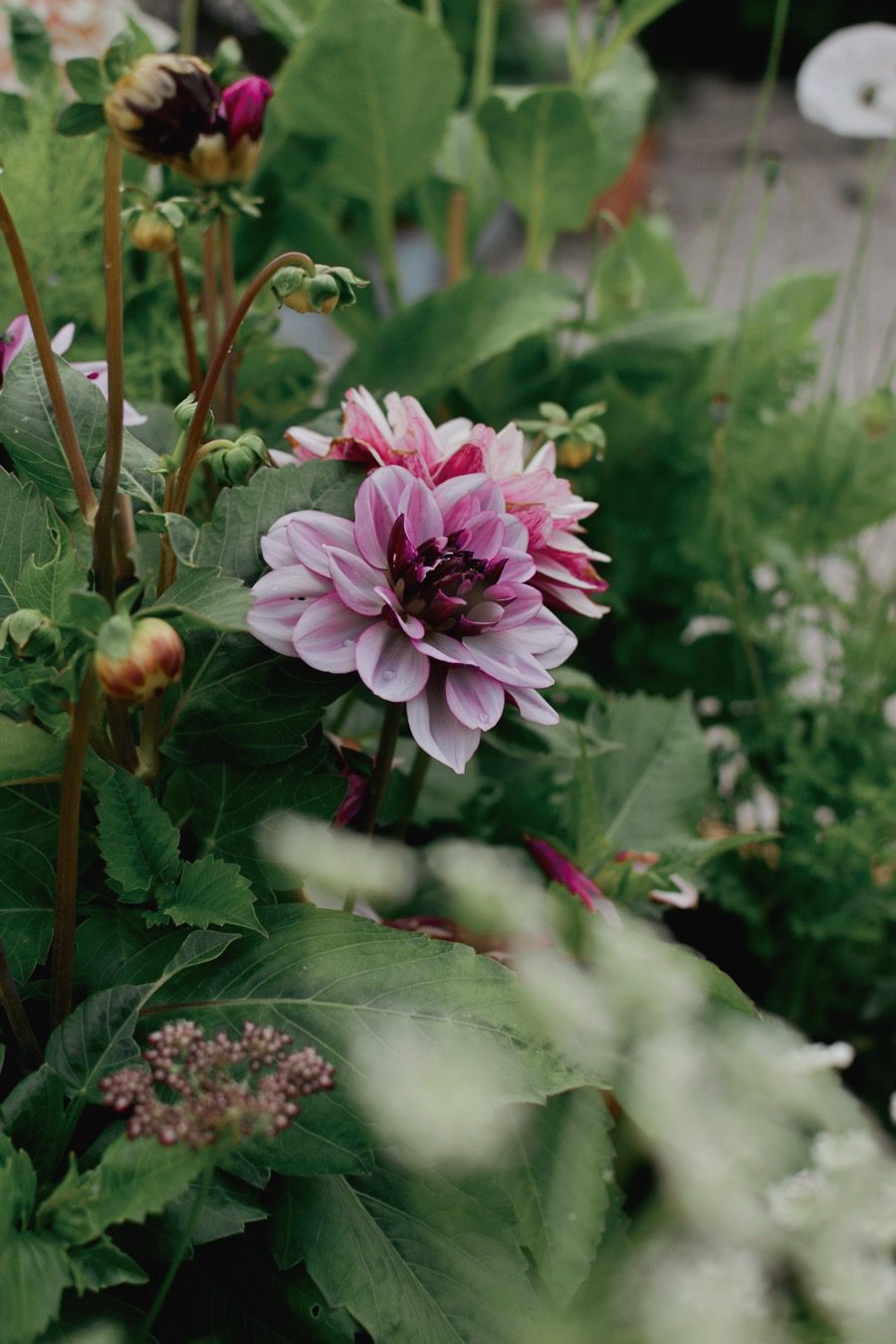 Creme de cassi dahlia I mina blomlådor