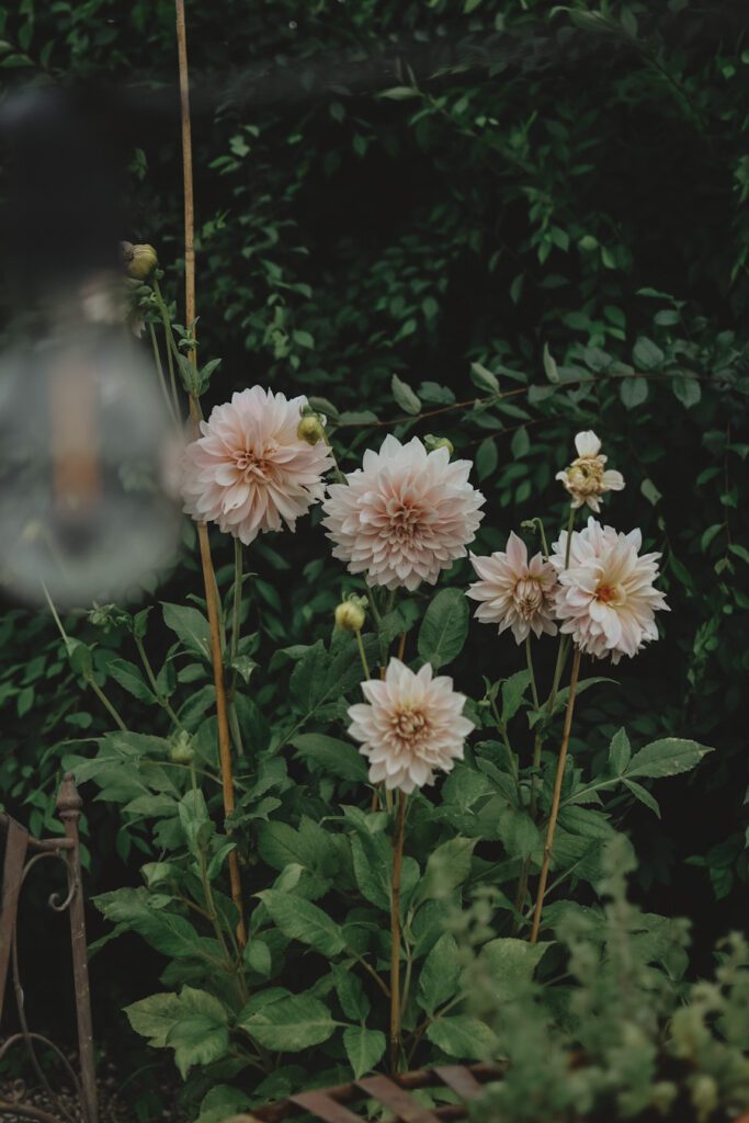 Lovely Life 432 Dahlia cafe au lait in pot02 Lovely Life