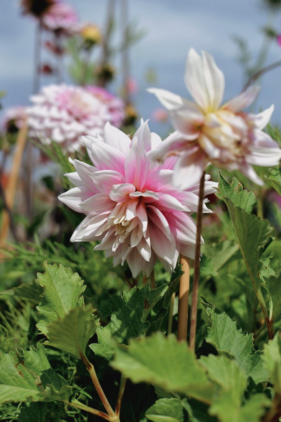 Evanah dahlia I mina blomlådor