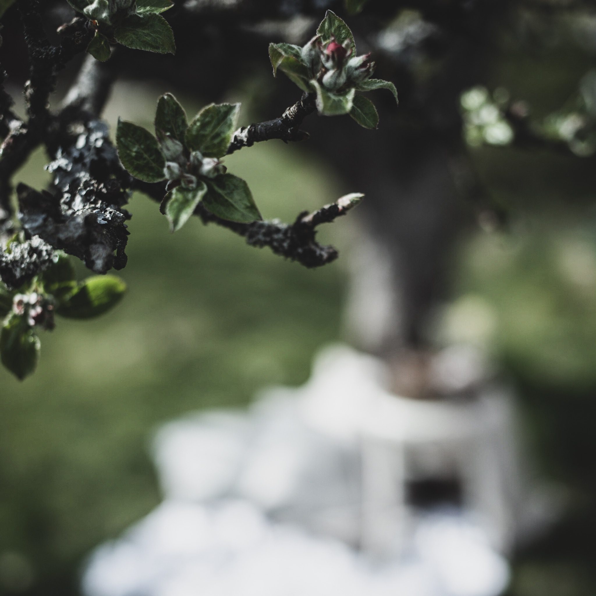 Lovelylife_tradgard_fika_sommar