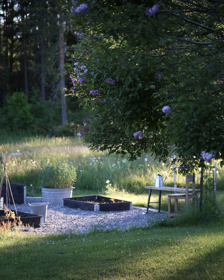 IMG 0375 2 Drömmen om ett växthus!