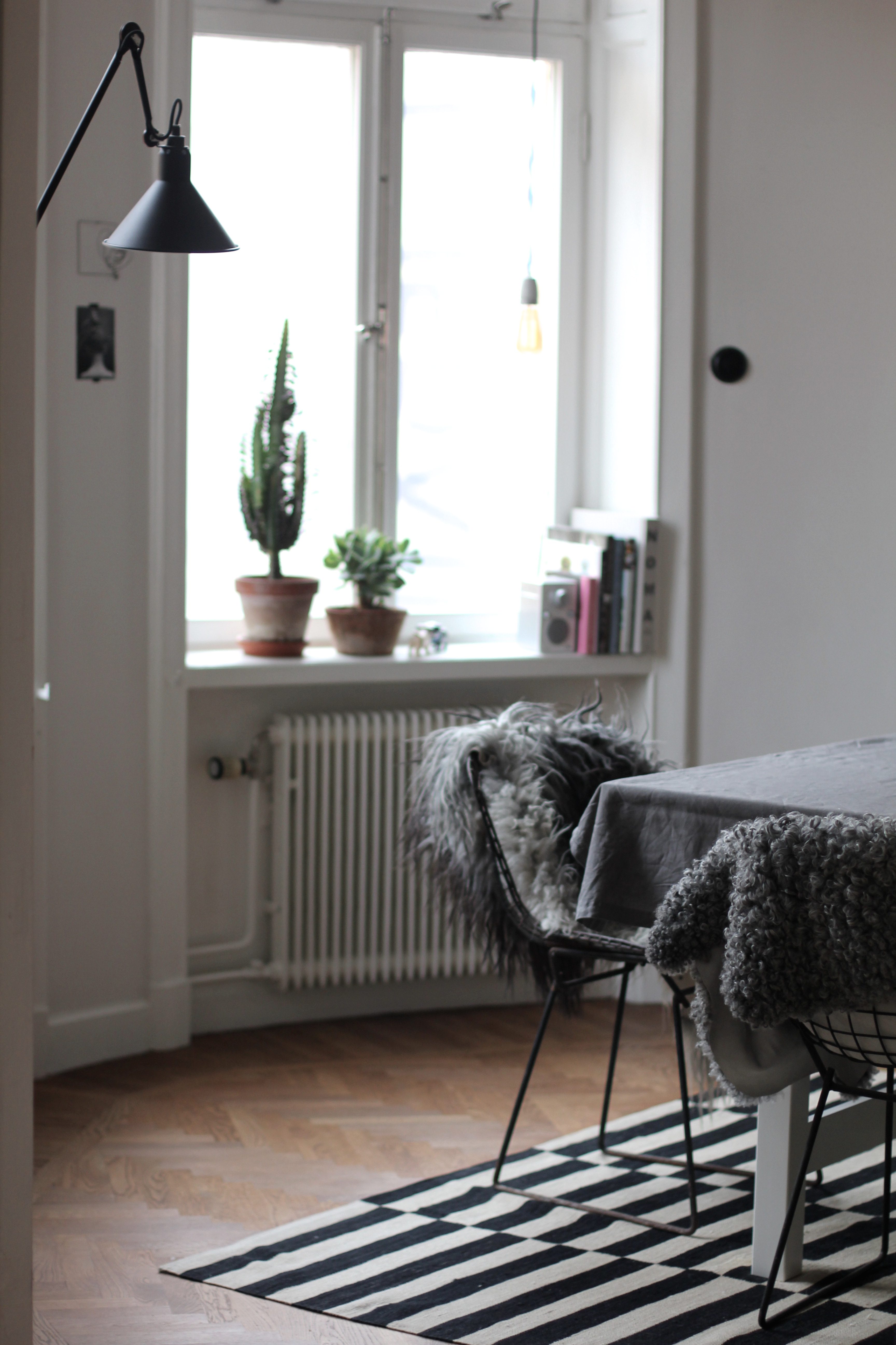 Läs mer om artikeln CACTUS
