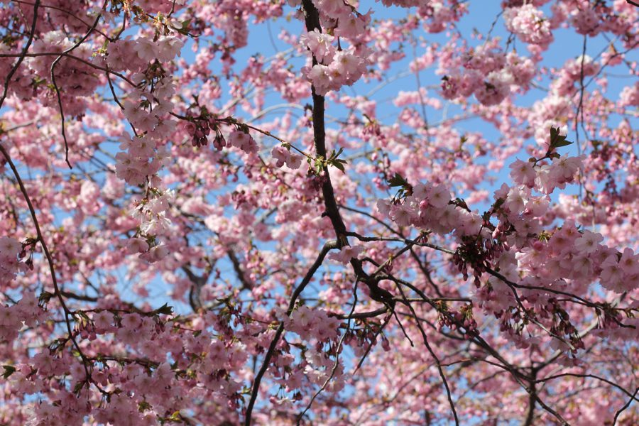 Läs mer om artikeln CHERRY BLOSSOM