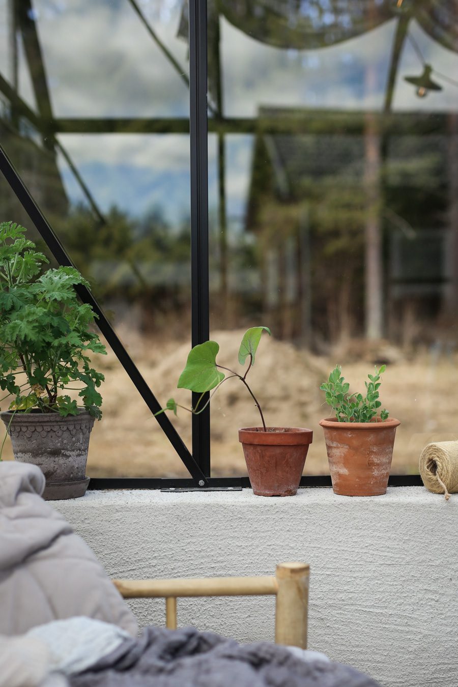 IMG 4566 Läget i växthuset