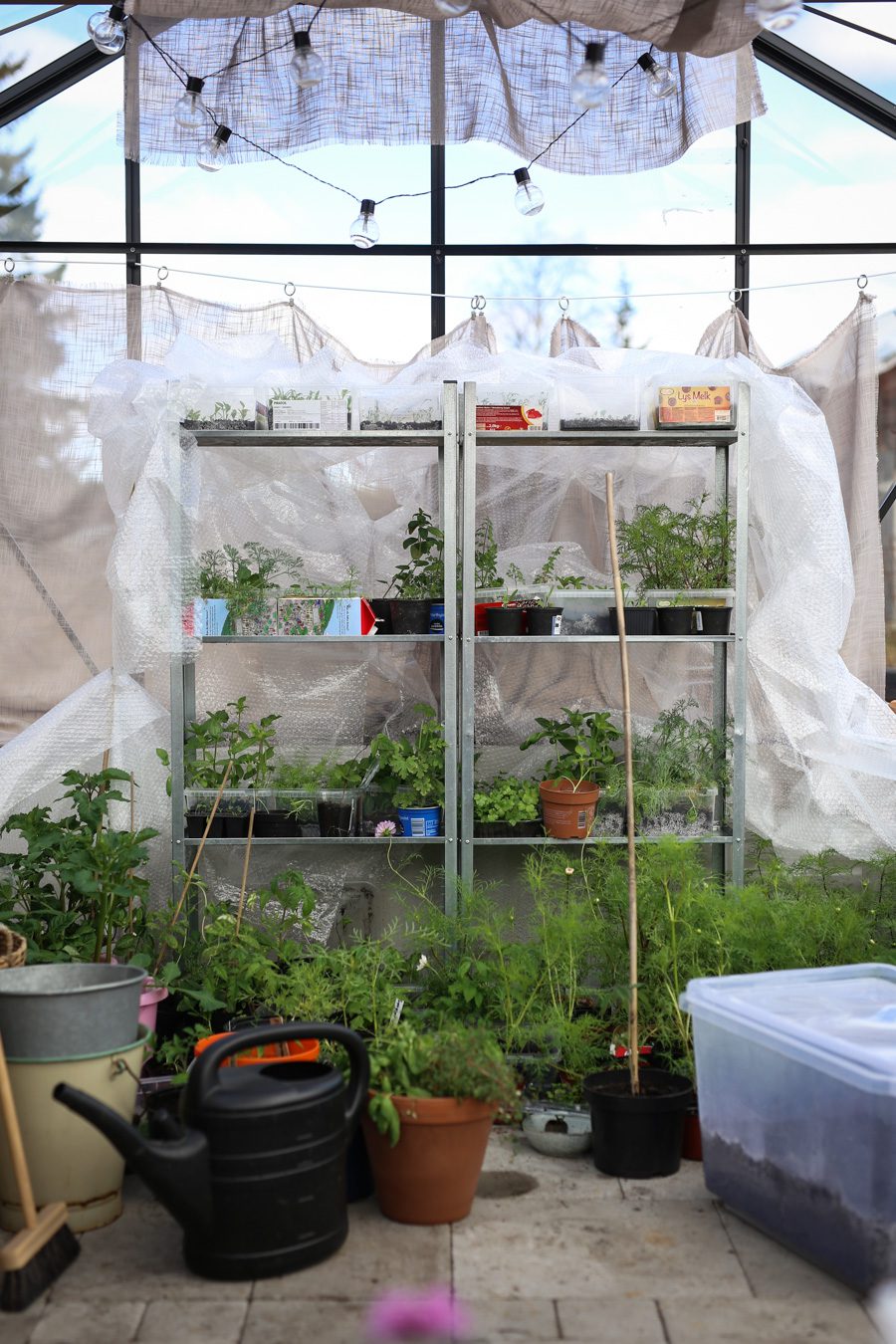 IMG 4571 2 Läget i växthuset