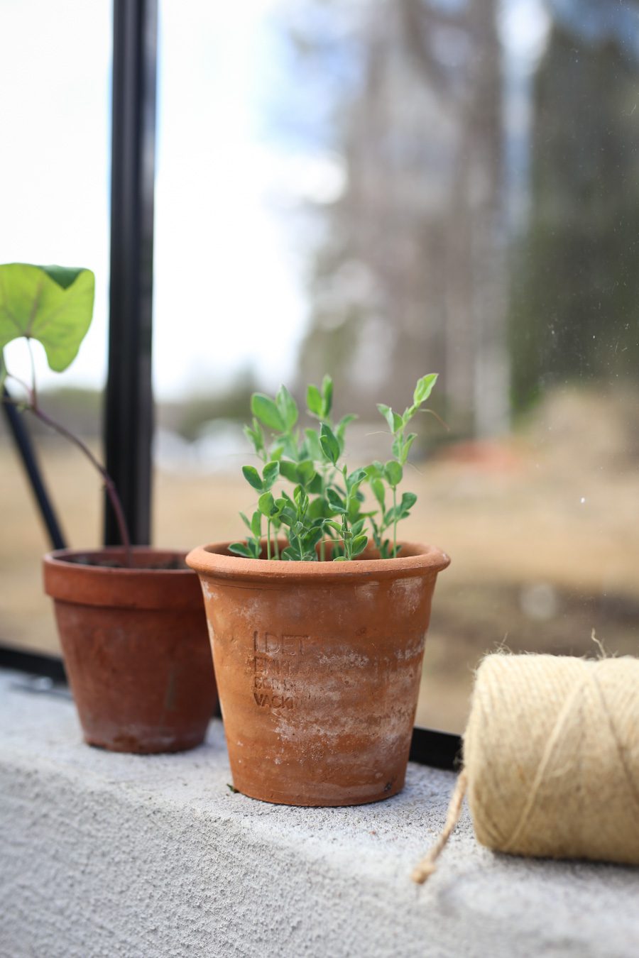 IMG 4578 Läget i växthuset