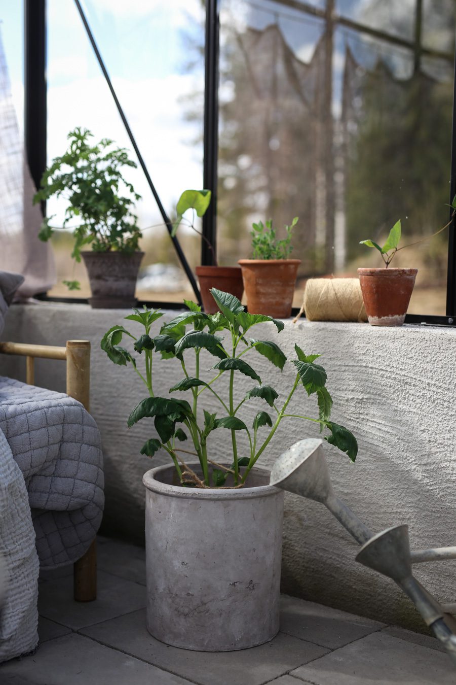 IMG 4585 Läget i växthuset