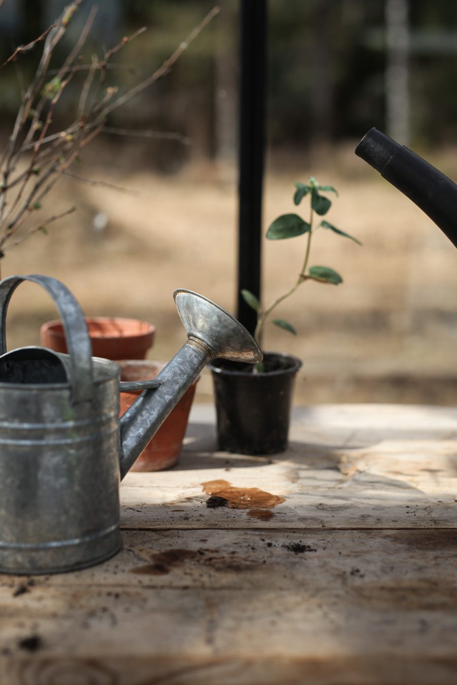 IMG 4598 Läget i växthuset