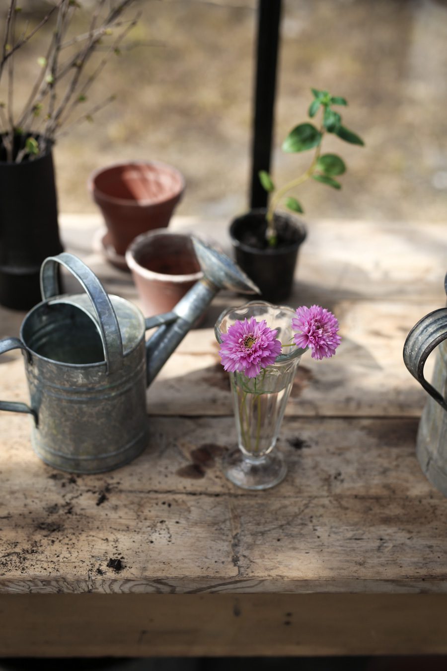 IMG 4612 Läget i växthuset