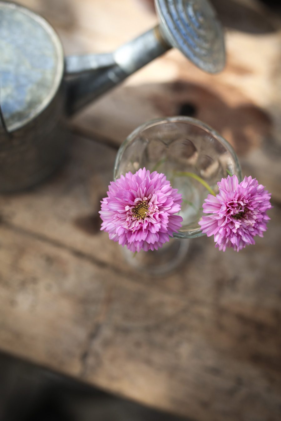 IMG 4615 Läget i växthuset