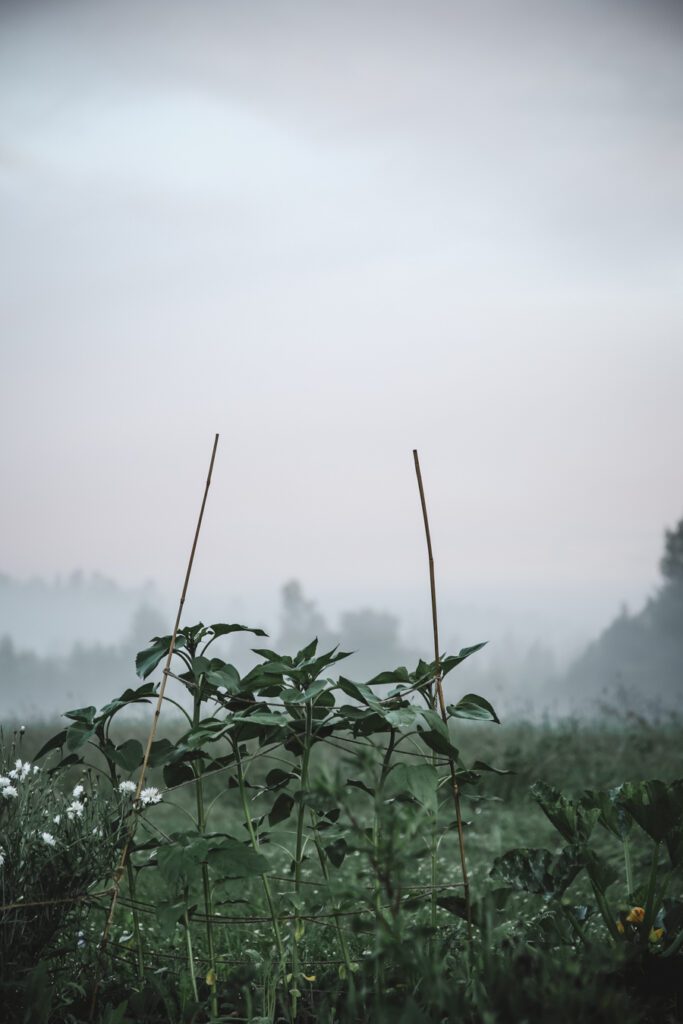 viktoria.holmgren.lovely.life.tradgard