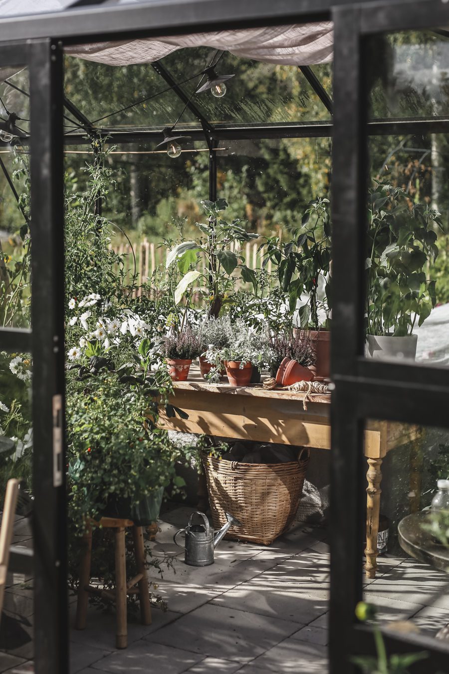 IMG 8924 2 Det nalkas höst i växthuset