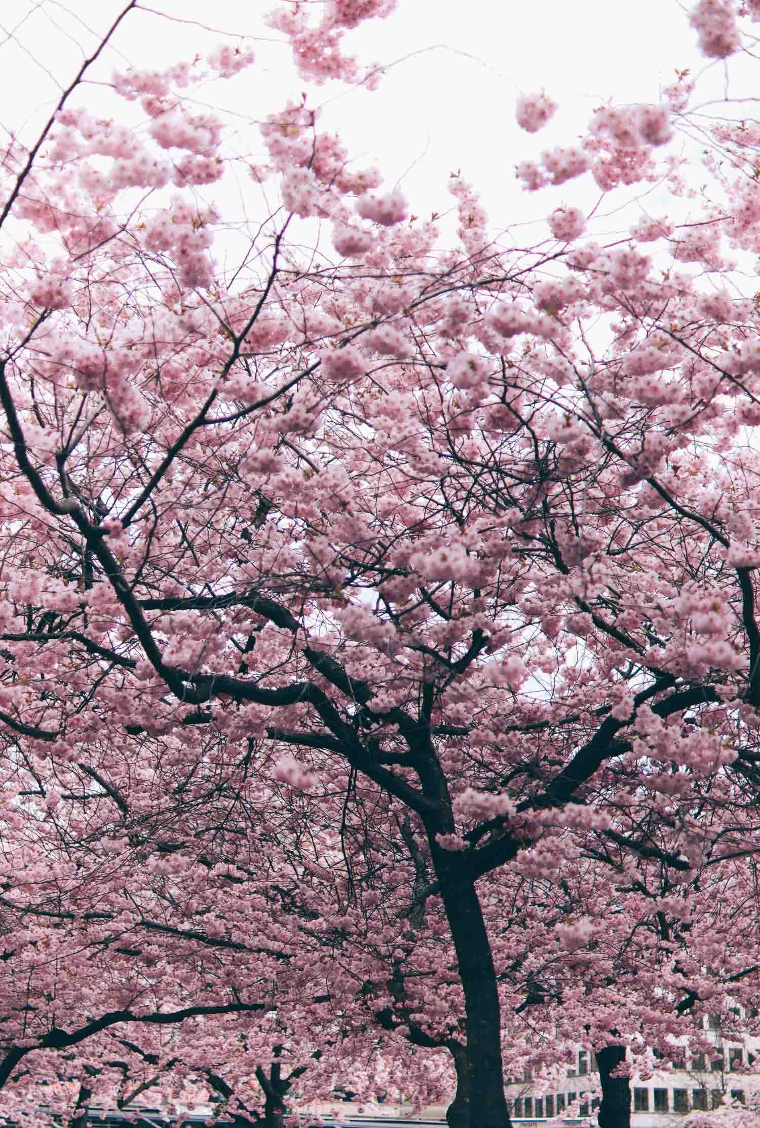 Korsbärsblom Kungstradgarden Volang Linda 25 Om de fluffiga, rosa träden