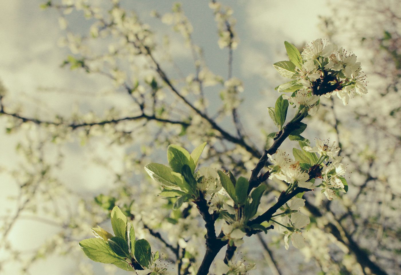 Läs mer om artikeln Recept på granskottslemonad