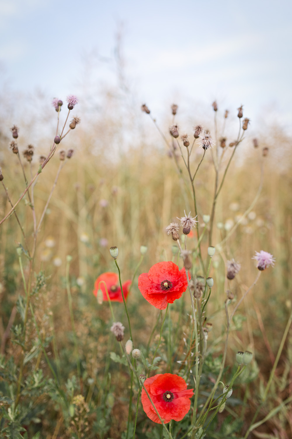 Österlen Lovelylife Isabelle Pedersen