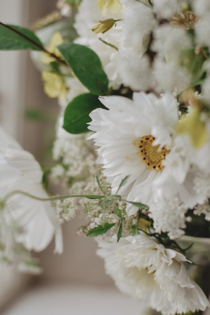 cosmos rosenskara01 Lovely Life