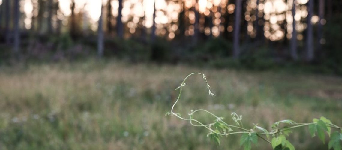 20180723205945_IMG_2993