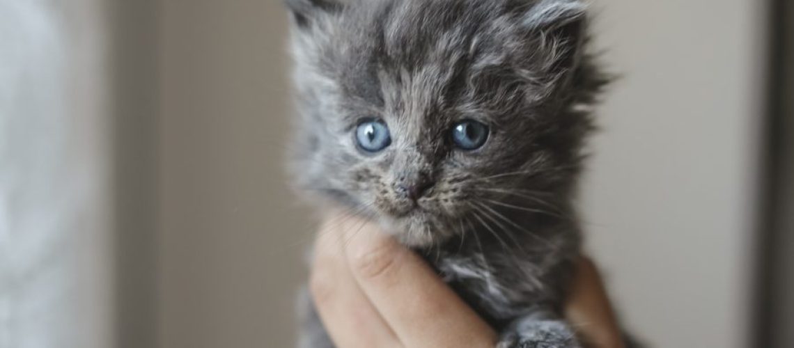 kattunge.viktoria.holmgren.lovely.life.kittens