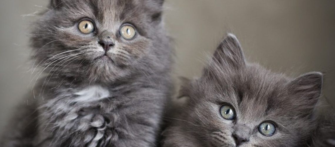 kattungar.kittens.cats.lovely.life.viktoria.holmgren.photography.finaste.katter