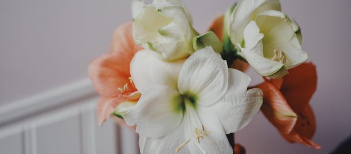 Whatdecoratesmyday amaryllis 1
