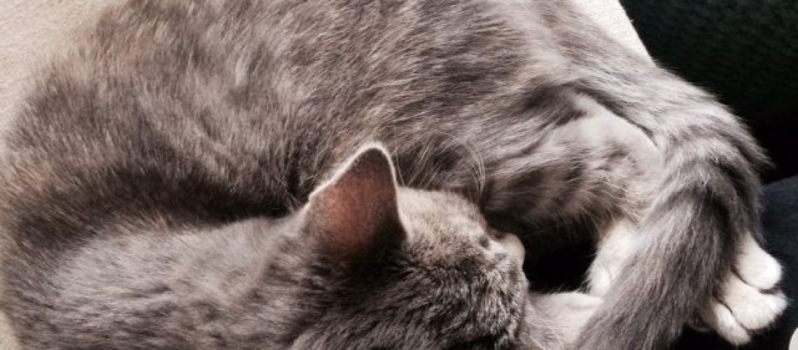 daisycat.sleeping
