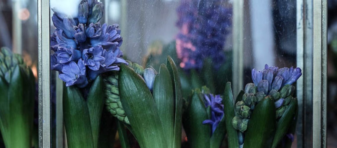 gouteva.hyacinter.blue.3