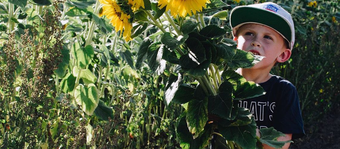 plathuset_gotland_stora_tollby_gard_sjalvplock_solrosor3