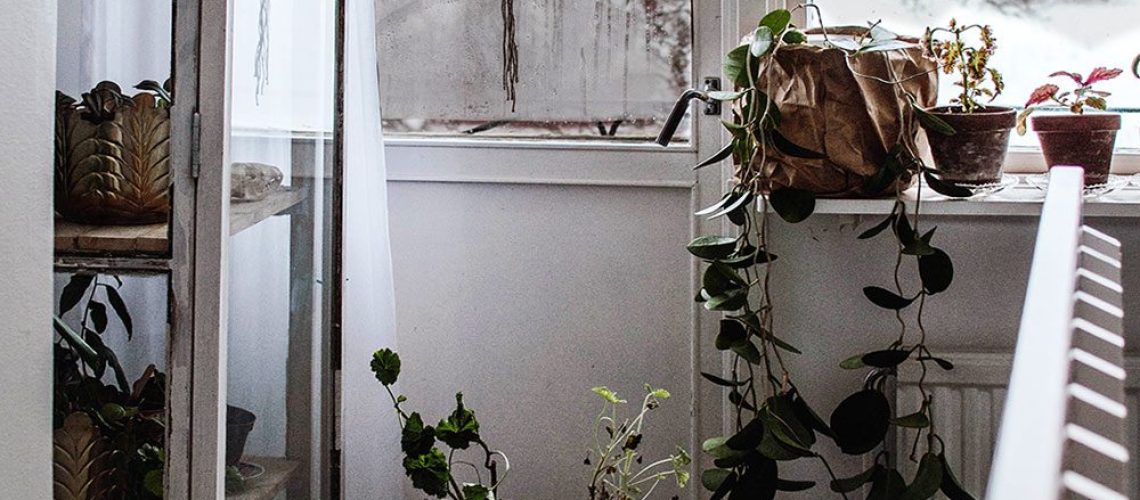 plathuset_vaxter_odling_hall_djungel2