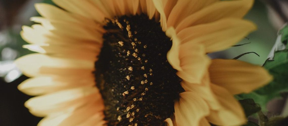 sunflower01