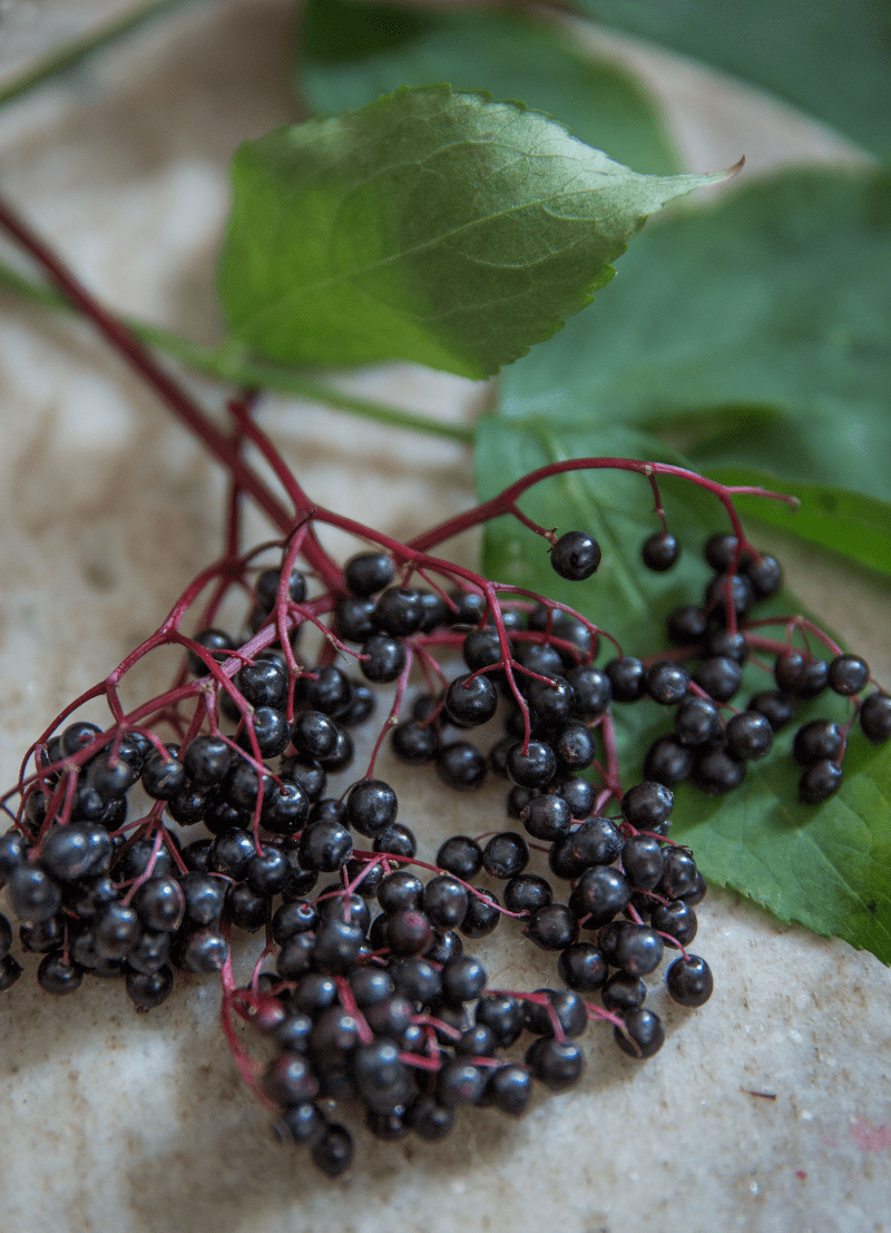Läs mer om artikeln Fläderbärssaft