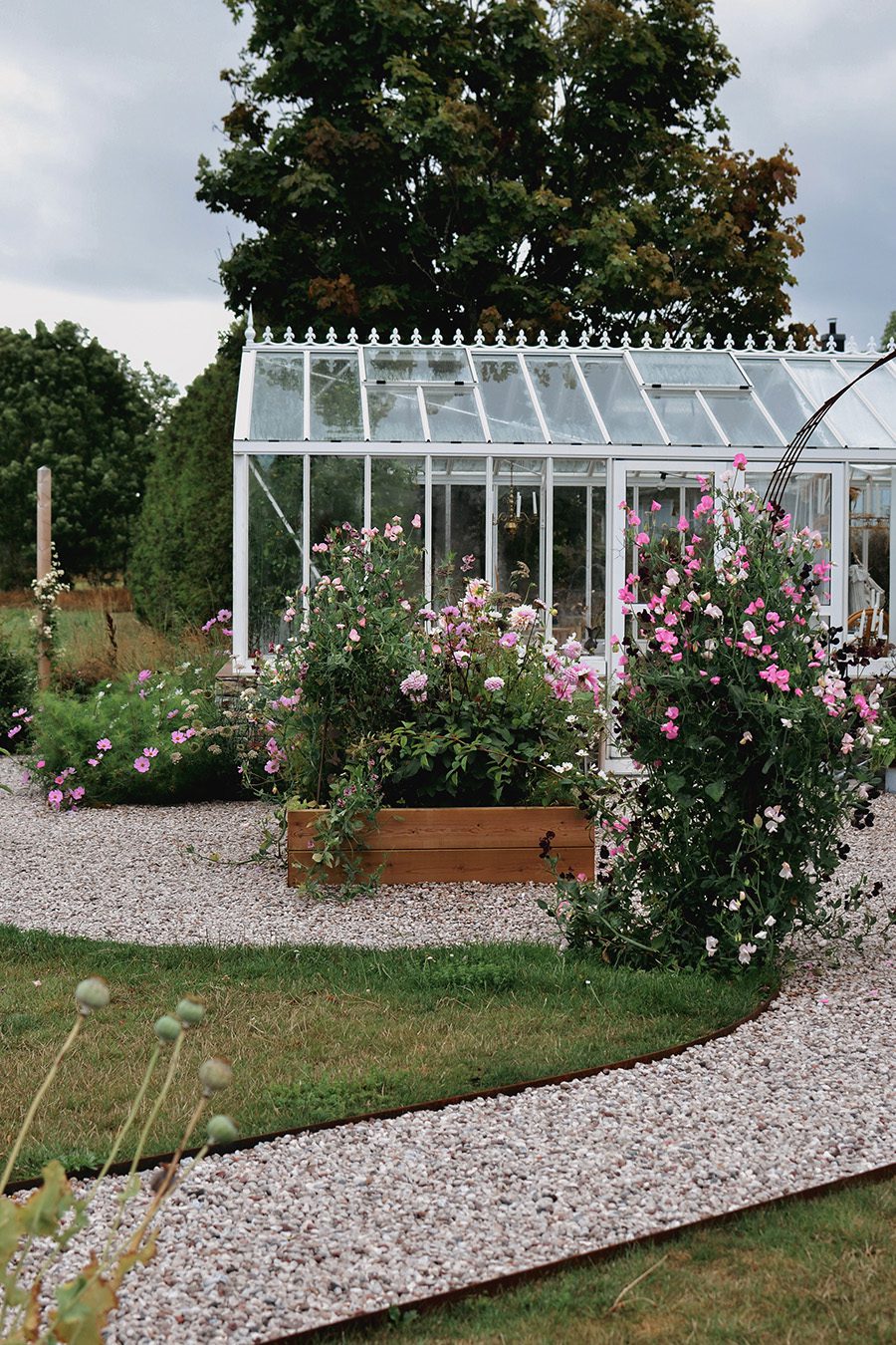 greenhouse flowers022 I mina blomlådor