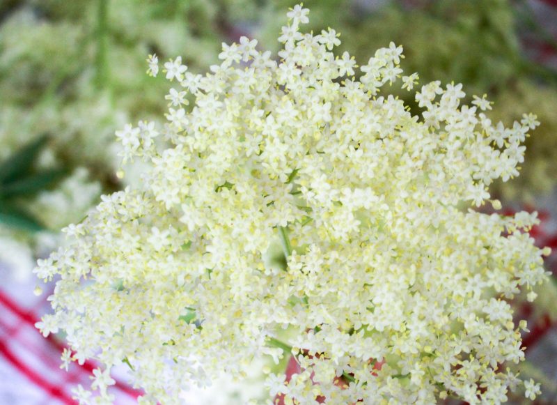 Läs mer om artikeln Fläderblomssaft