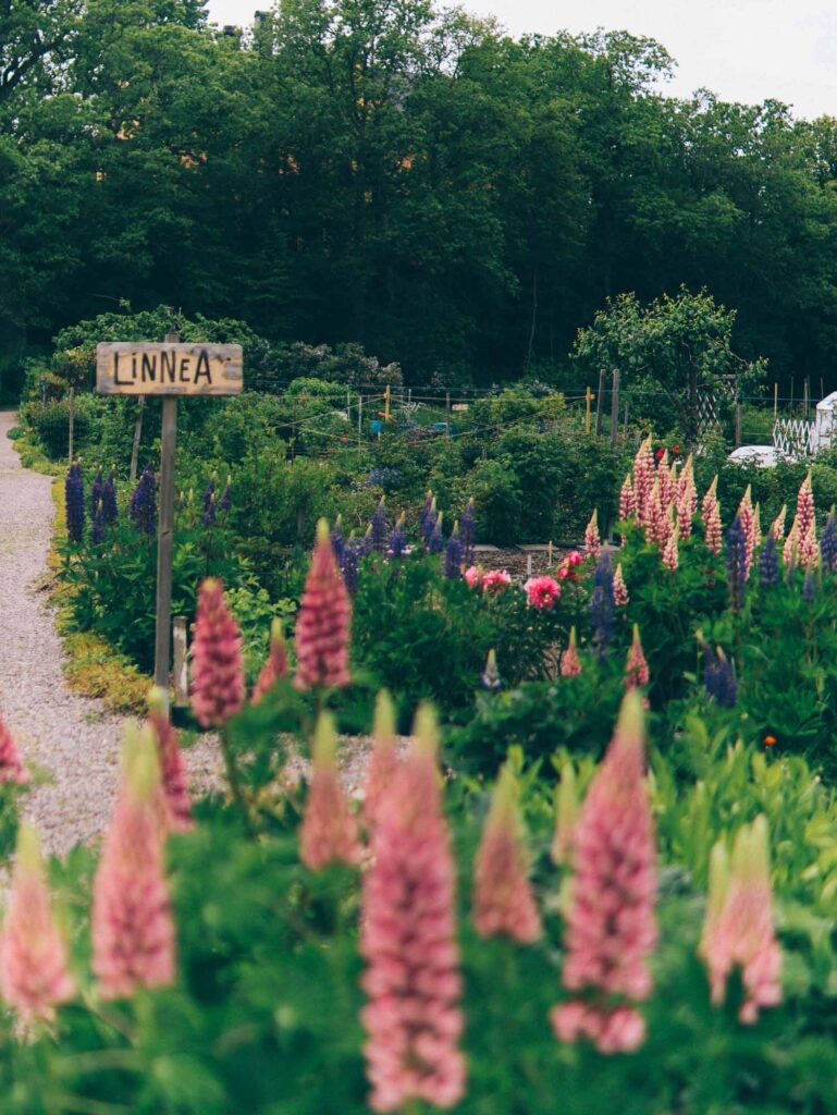 kolonilott stockholm johannelunds kolonitradgardsforening volang linda 9 Lovely Life