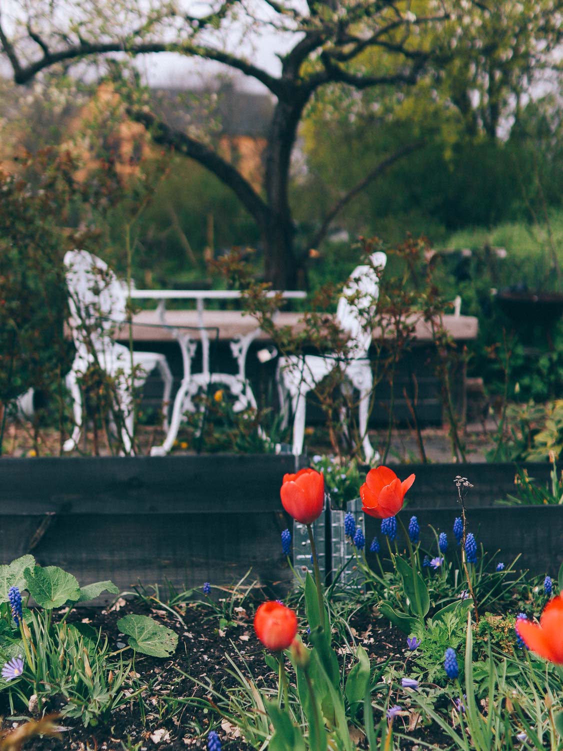 Läs mer om artikeln Våren på kolonilotten